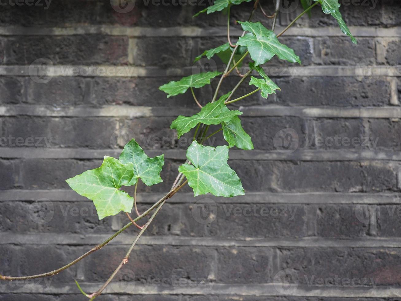 planta ivy e fundo de parede foto