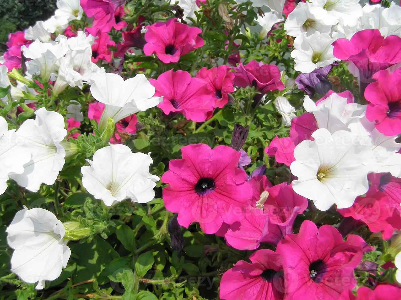 petúnia planta petúnia atkinsiana flor rosa e branca foto