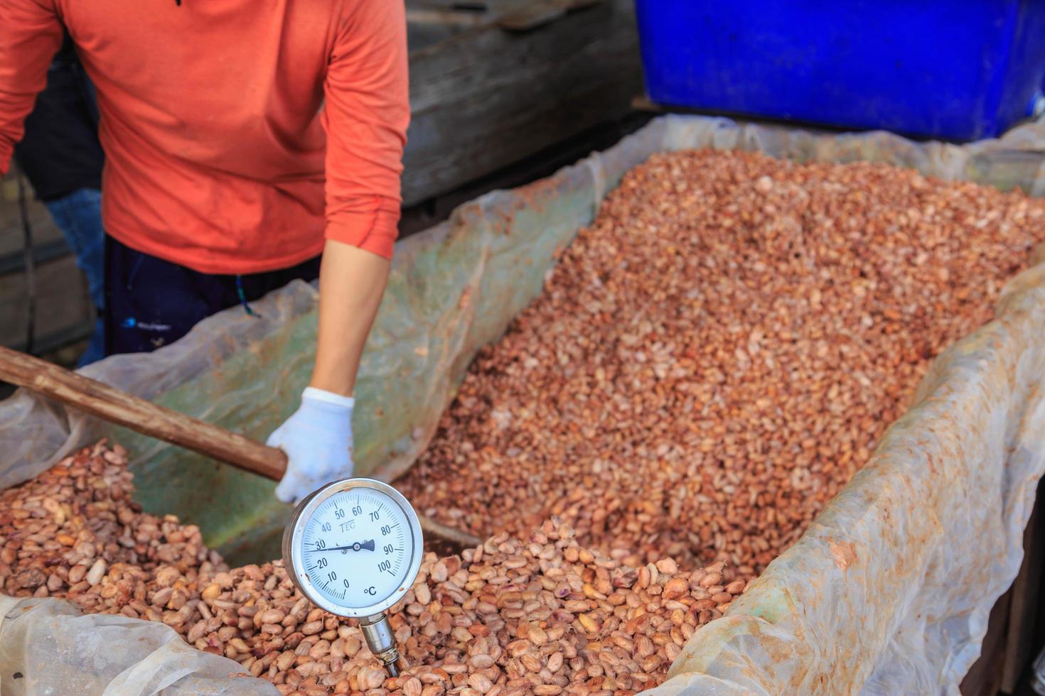 fermentando grãos de cacau para fazer chocolate foto