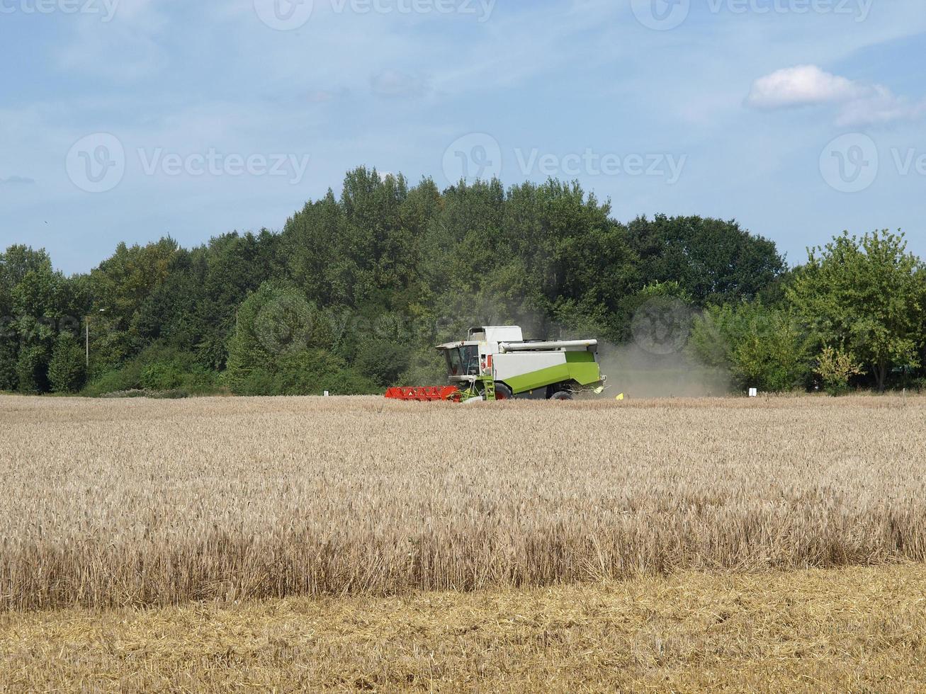 colhedora em um campo de cevada para produção de cerveja foto