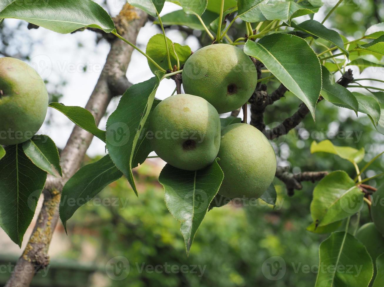 comida de frutas de pêra verde foto