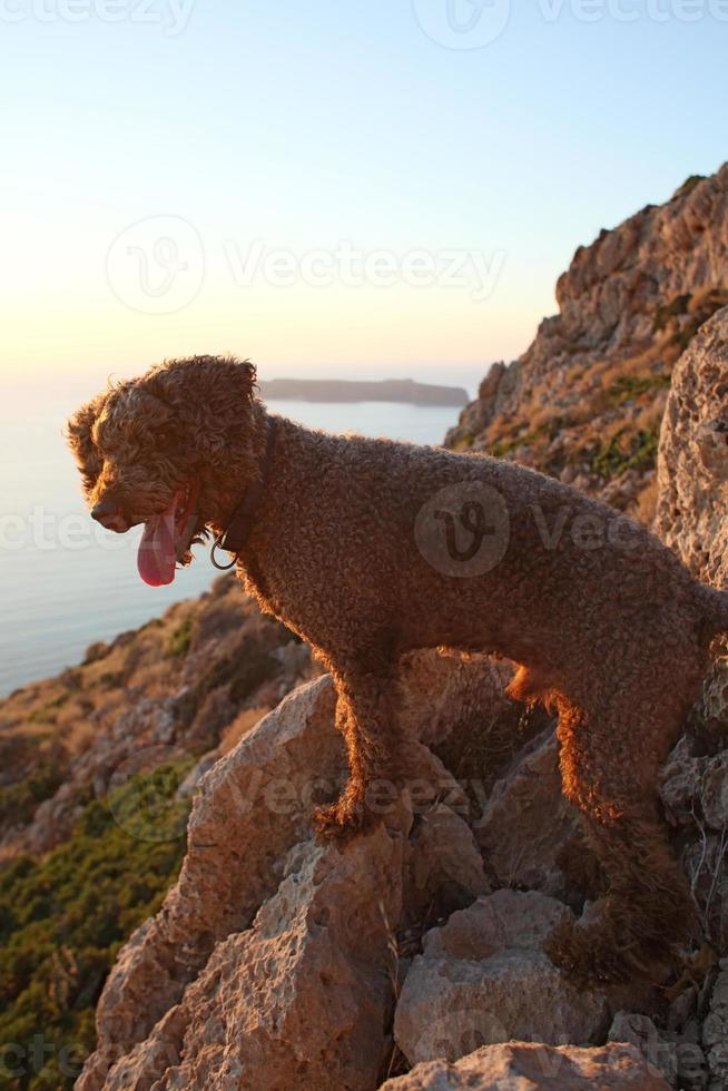 retrato de cachorro marrom macro lagotto romagnolo caçador de trufas creta grécia foto