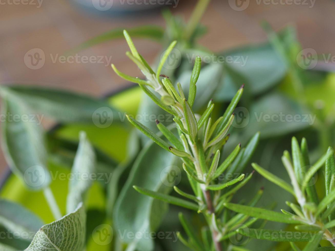 close-up de planta de alecrim foto