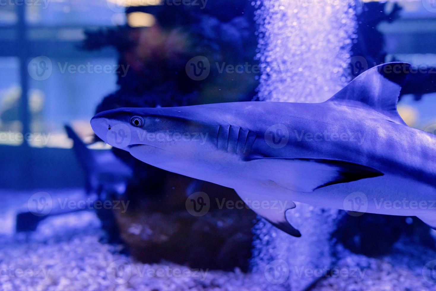 imagem subaquática de pequenos tubarões nadando em um aquário no oceanário foto