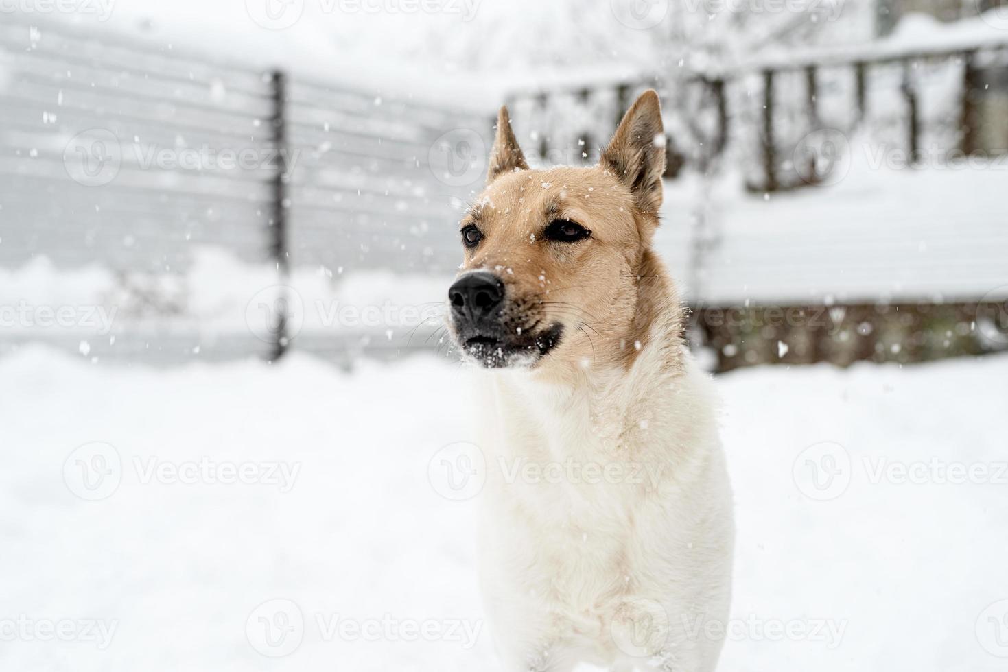 lindo cachorro sem raça definida brincando na neve foto