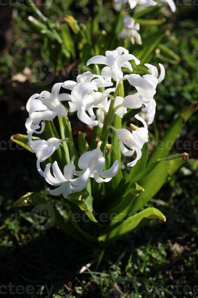 flor hyacinthus orientalis macro fundo família asparagaceae foto