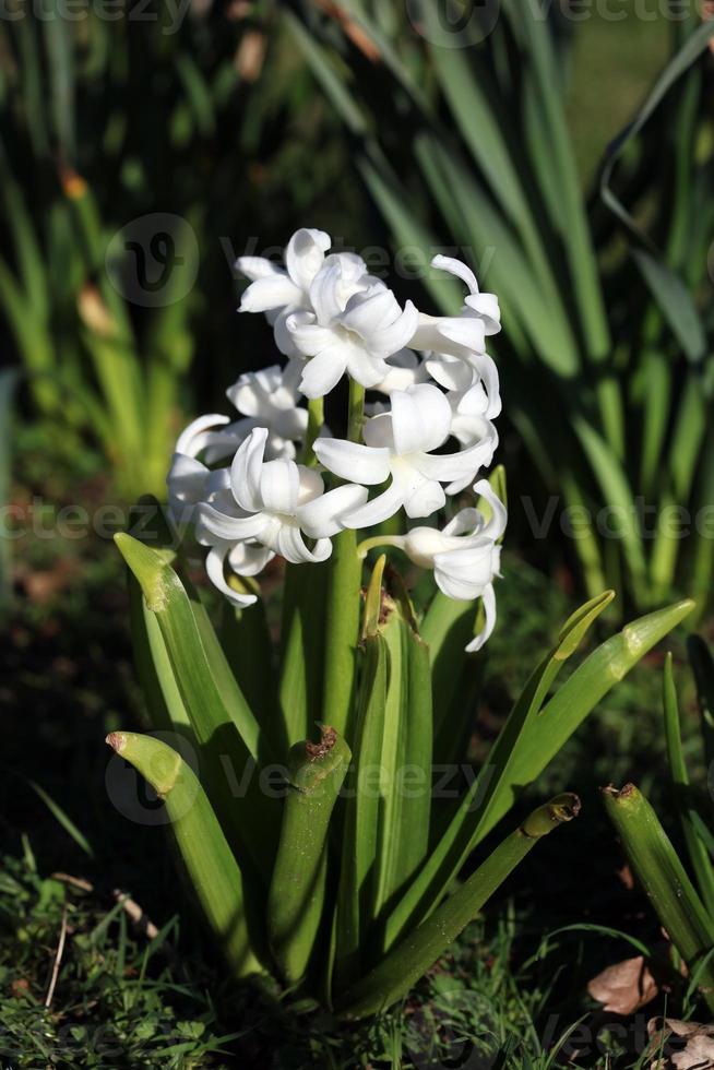 flor hyacinthus orientalis macro fundo família asparagaceae foto