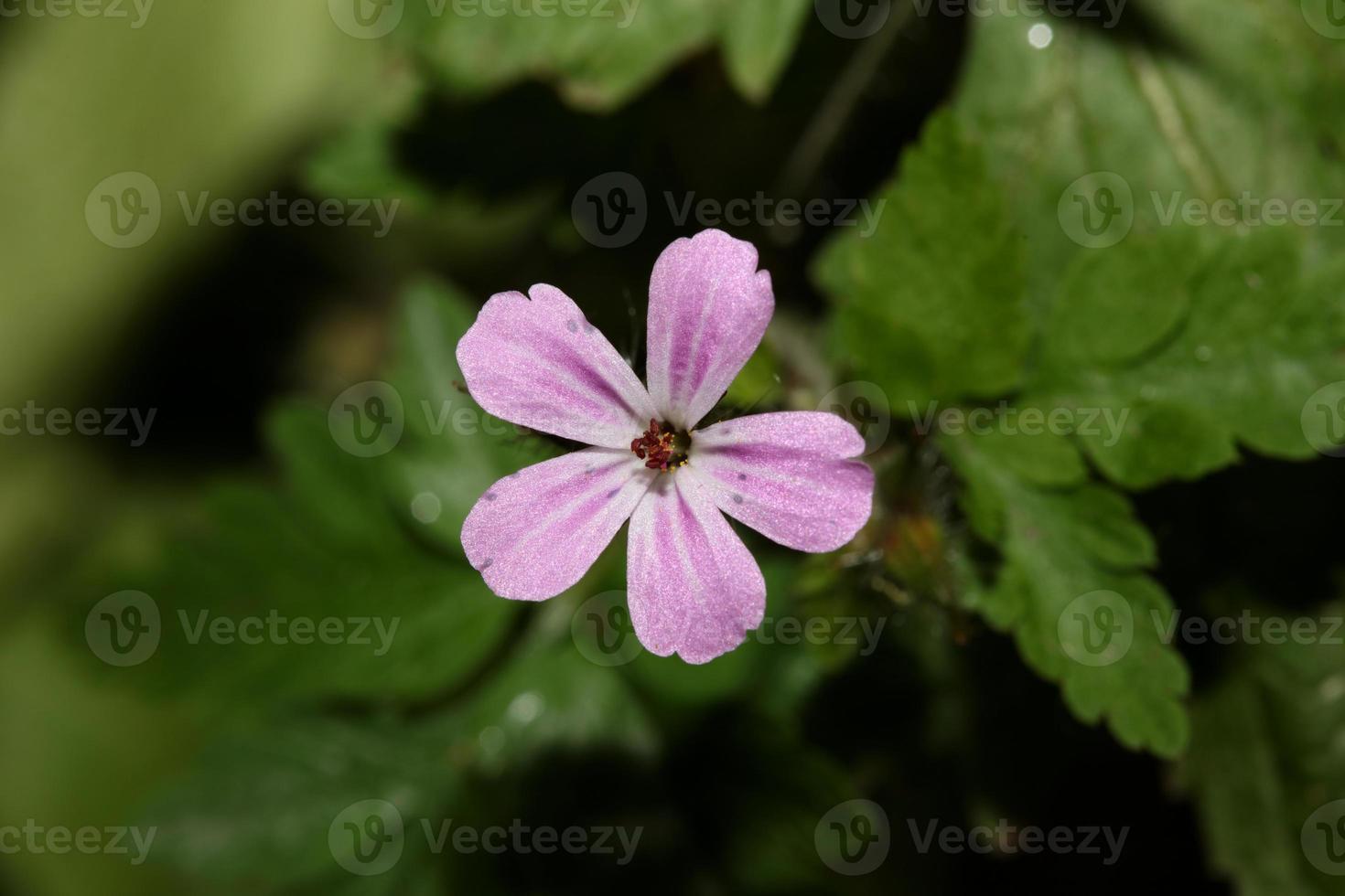 flor violeta selvagem gerânio robertianum família geraniaceae moderna foto