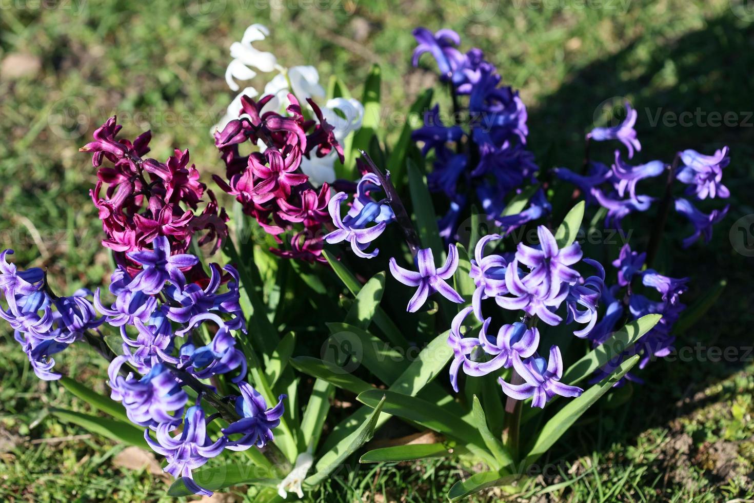 flor hyacinthus orientalis macro fundo família asparagaceae foto