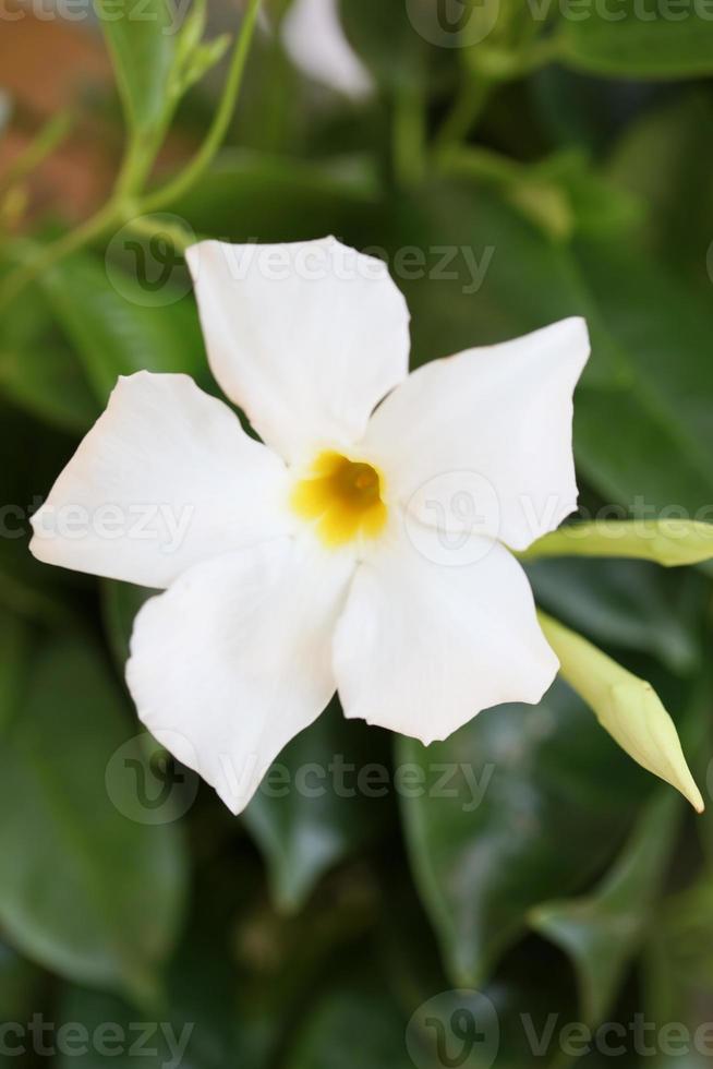 mandevilla bella flor chilena jasmim família apocynaceae background foto