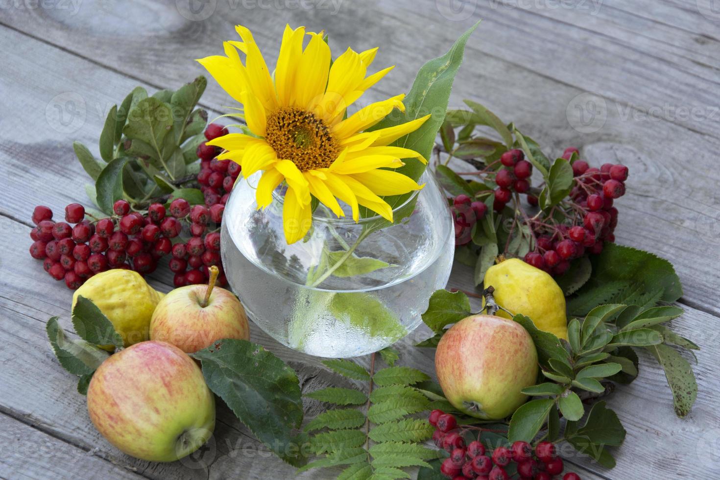 vaso com flores de girassol, bagas de sorveira e maçãs foto