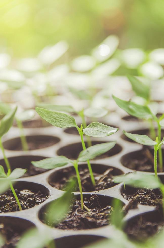 verdura de planta jovem e mudas estão crescendo no pote. foto