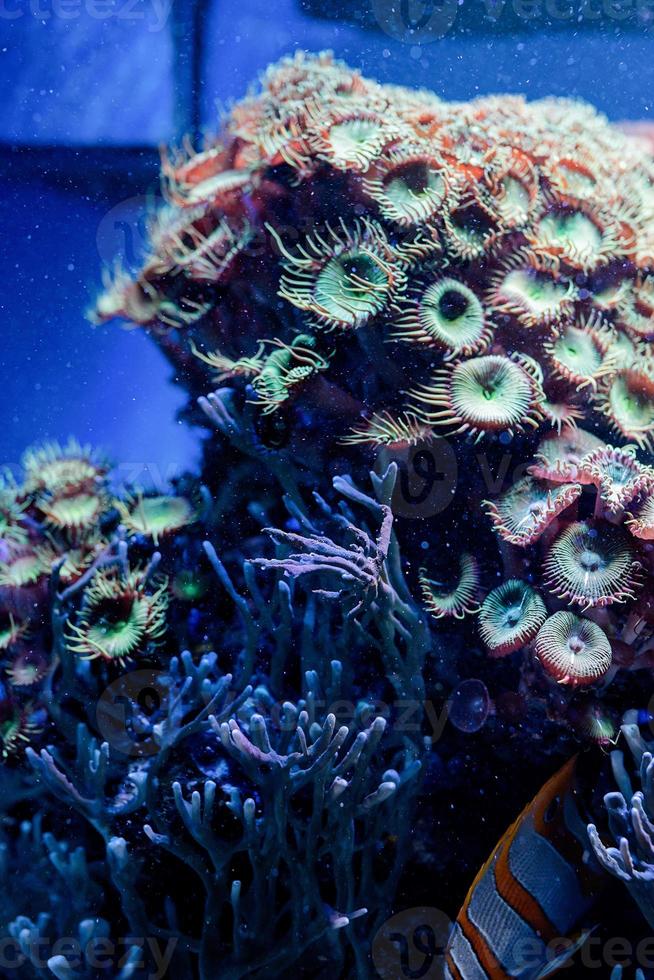 imagem subaquática de plantas marinhas e algas no mar foto