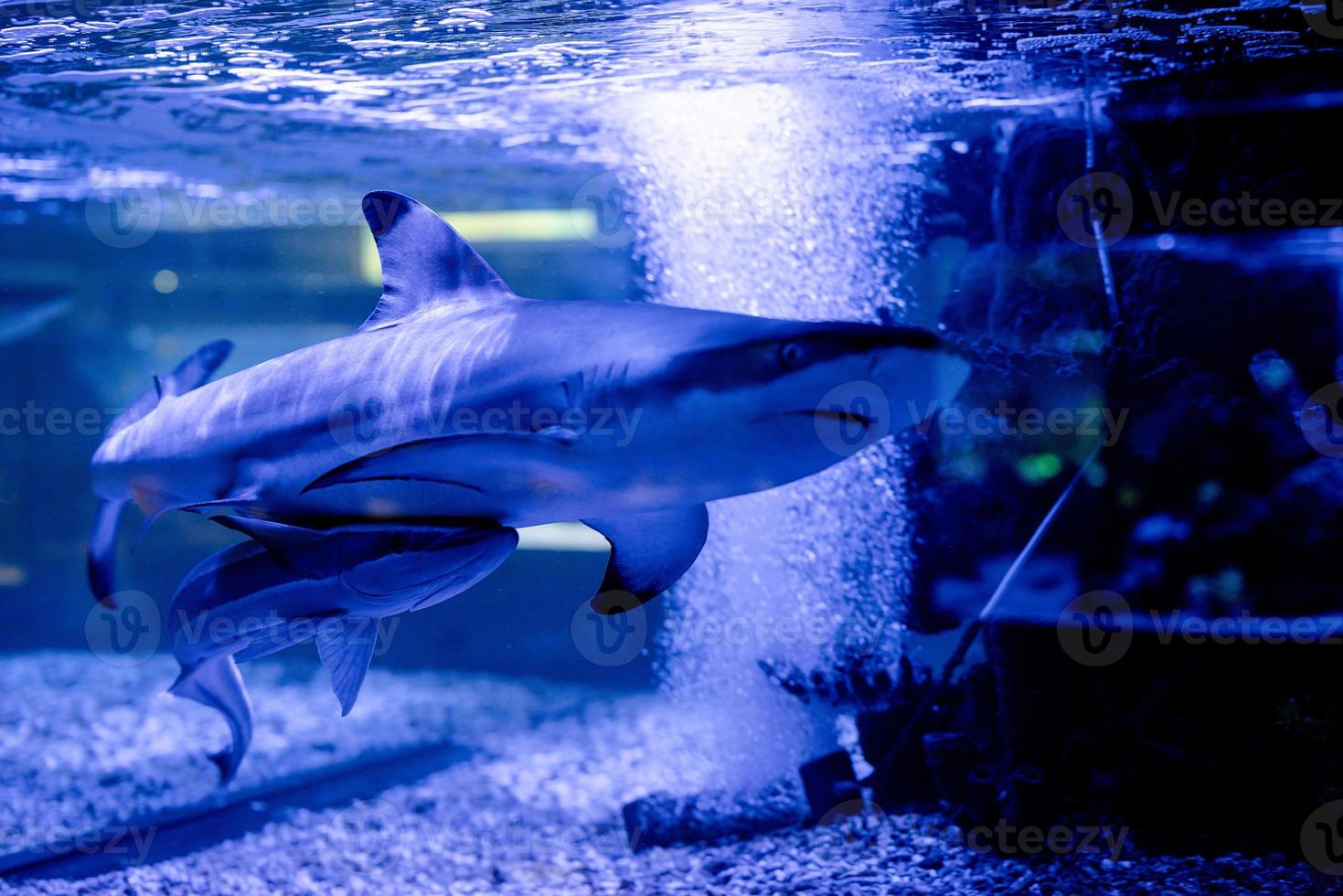 imagem subaquática de pequenos tubarões nadando em um aquário no oceanário foto