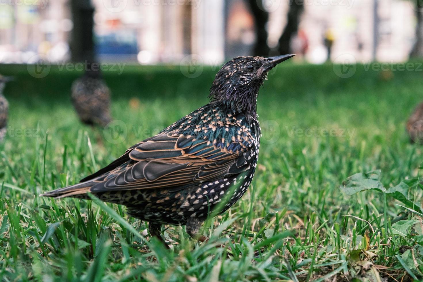 pássaro estorninho comum na grama verde foto