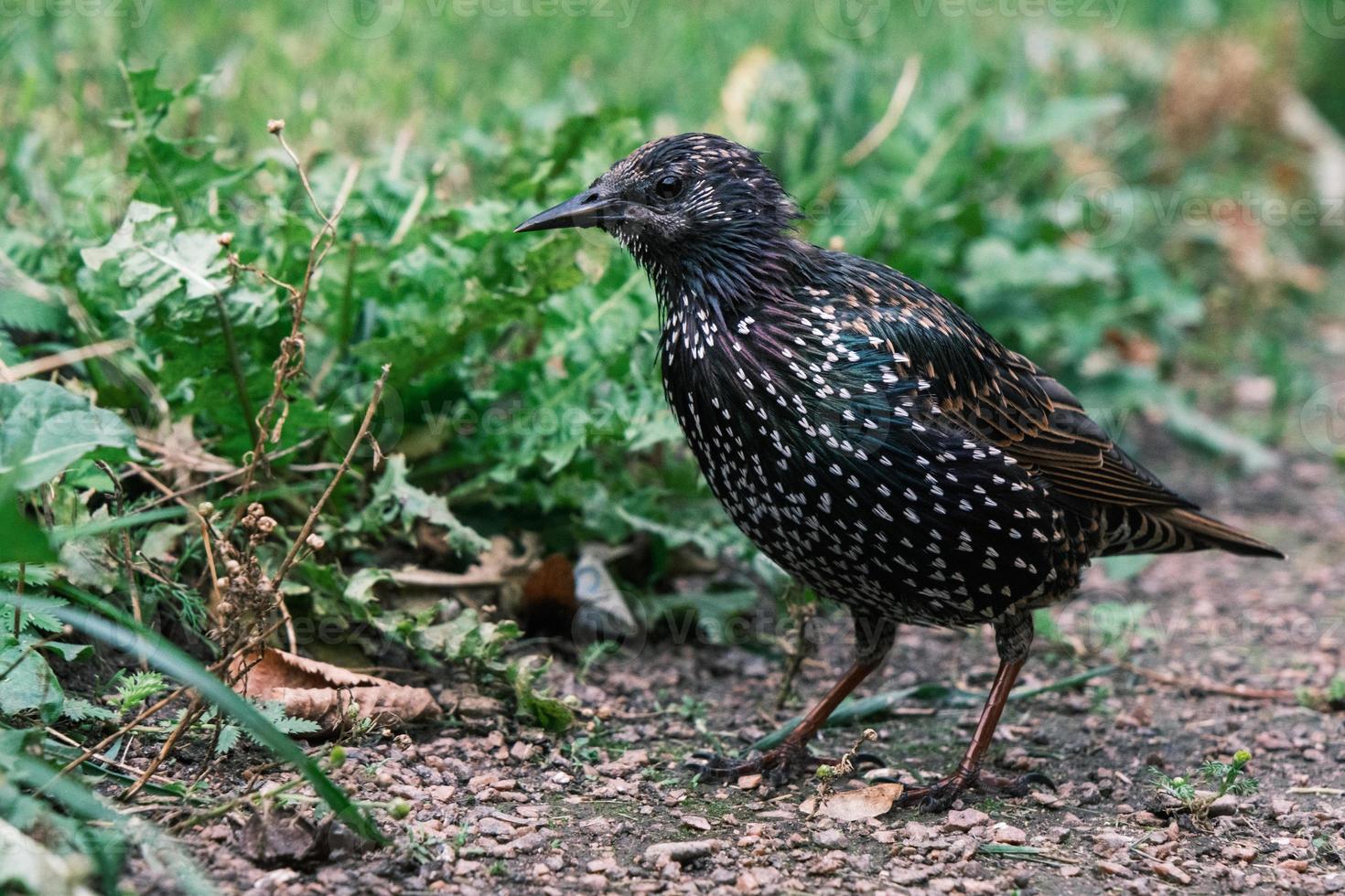 pássaro estorninho comum na grama verde foto