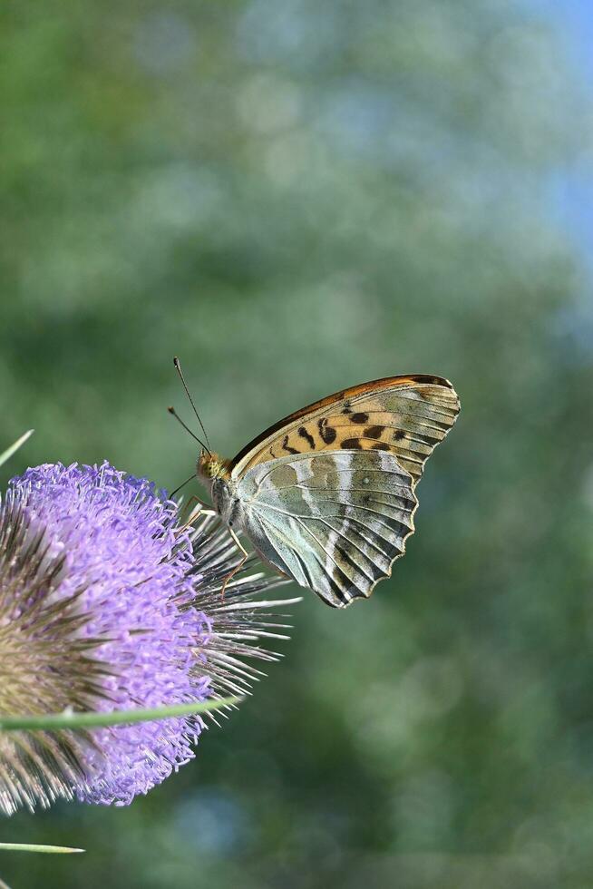 uma borboleta é sentado em uma roxa flor foto