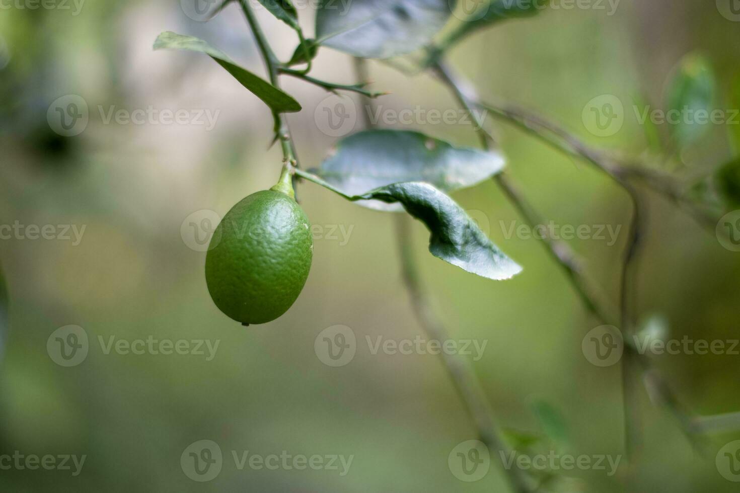 uma limão em a árvore borrado verde fundo foto