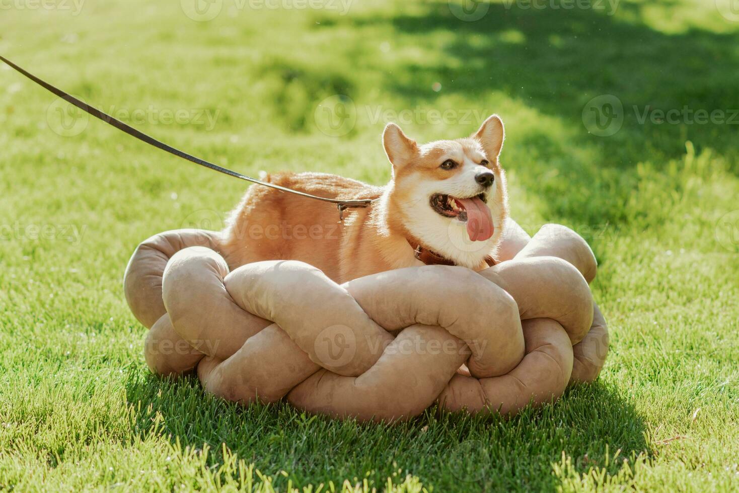 retrato do uma cachorro corgi procriar este mentiras dentro a cama para animais dentro verão em uma ensolarado dia foto