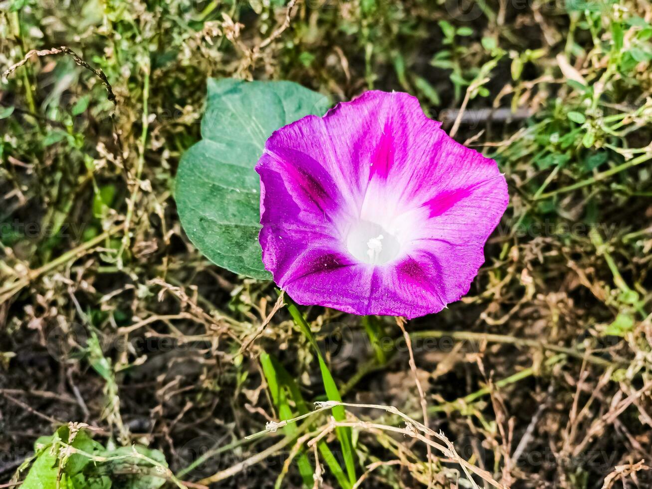 manhã glória flor ipomoea purpurea de a rua. foto