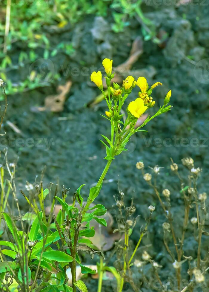 a dourado ou amarelo linho flores em uma Prado, linum flavum foto