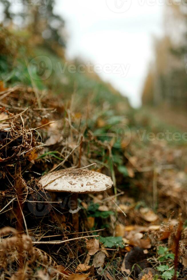 cogumelos temporada, cogumelos crescer dentro a floresta, cogumelo selecionador coleta cogumelos, cogumelo dentro outono, procurando para cogumelos dentro a floresta foto