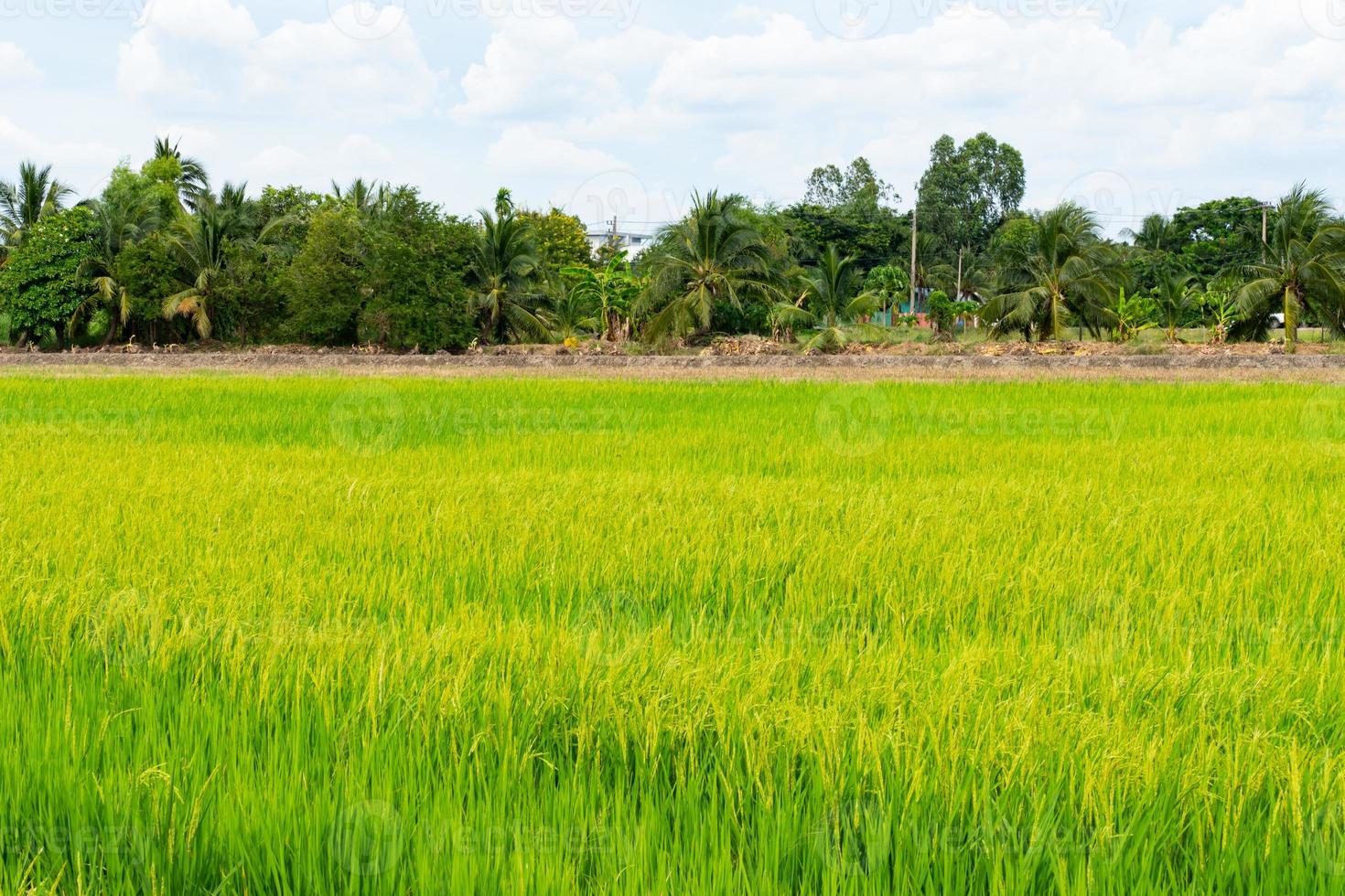 campo de arroz em casca dourada foto