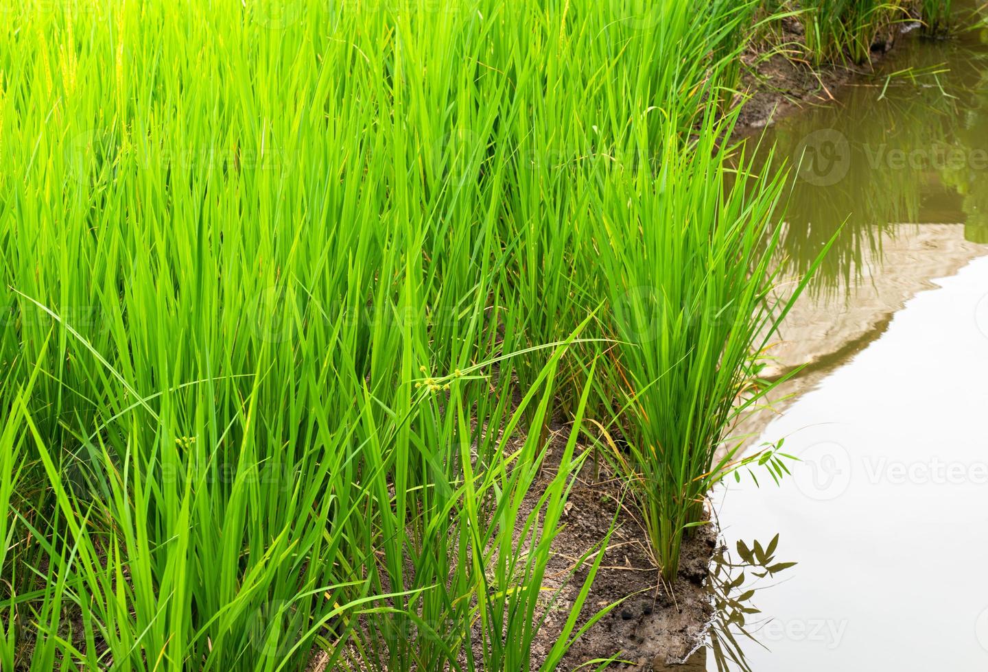 campo de arroz em casca dourada foto