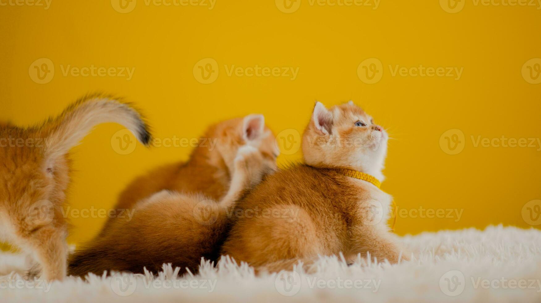 laranja gato fofa gato fofa animal dormindo gatinho fofa gatinho gato crescimento maturidade a Veja e inocência do gatos. foto