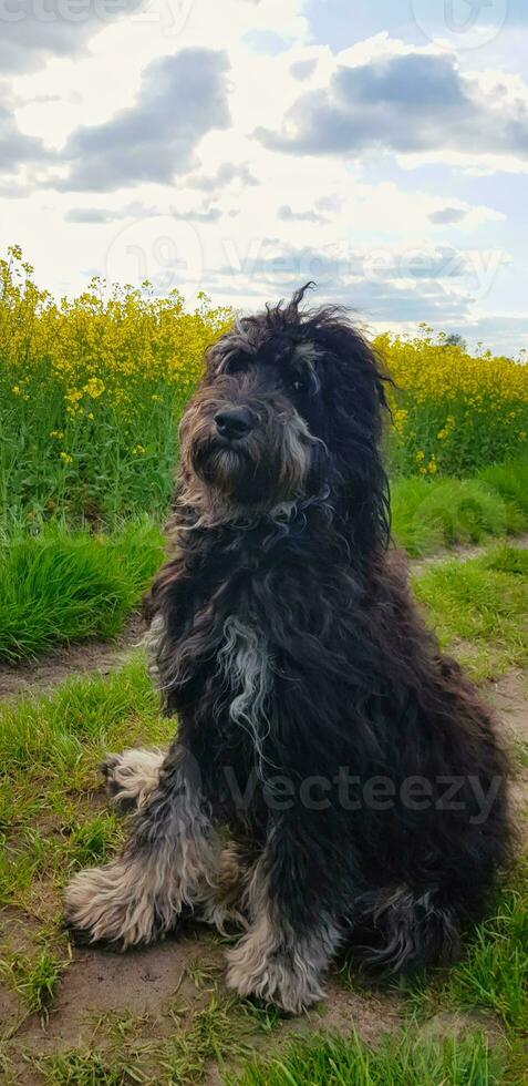 goldendoodle cachorro sentado em a Prado. Preto rabisco com fantasma desenho. foto