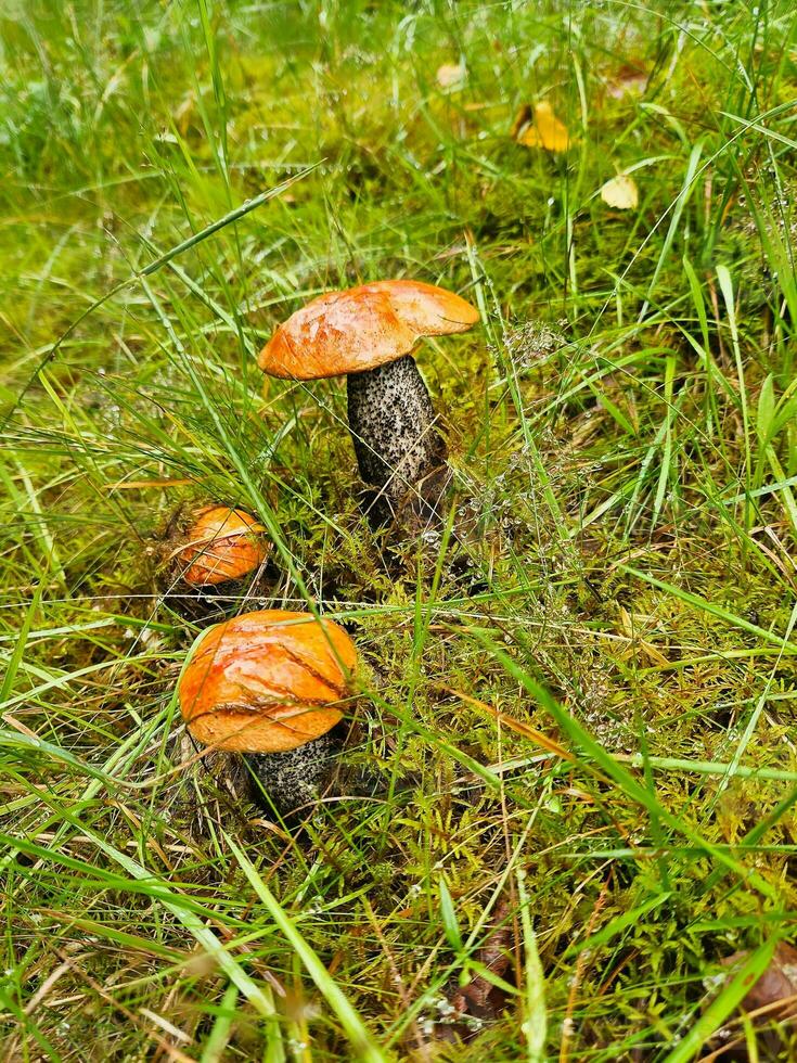 vermelho boné dentro a Relva dentro uma floresta. cogumelos a partir de natureza. cogumelo Caçando durante foto