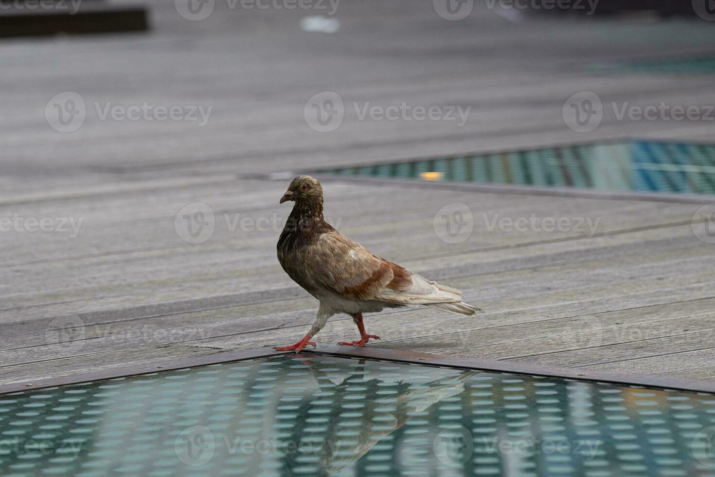 Pombo em de madeira fundo foto