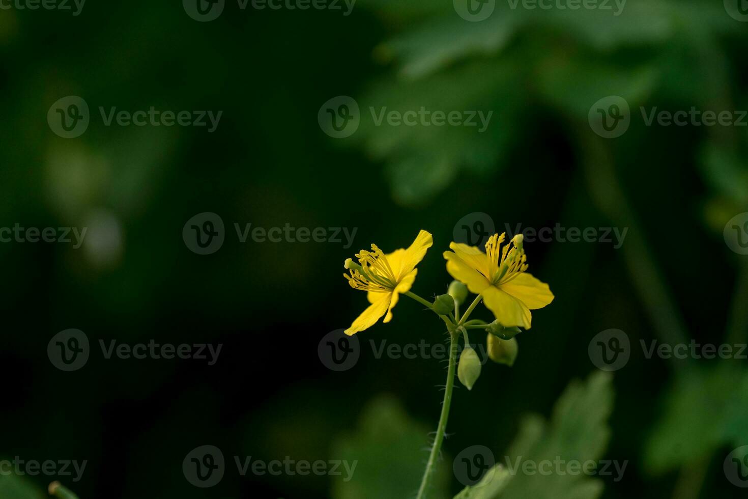 amarelo flores em verde fundo foto