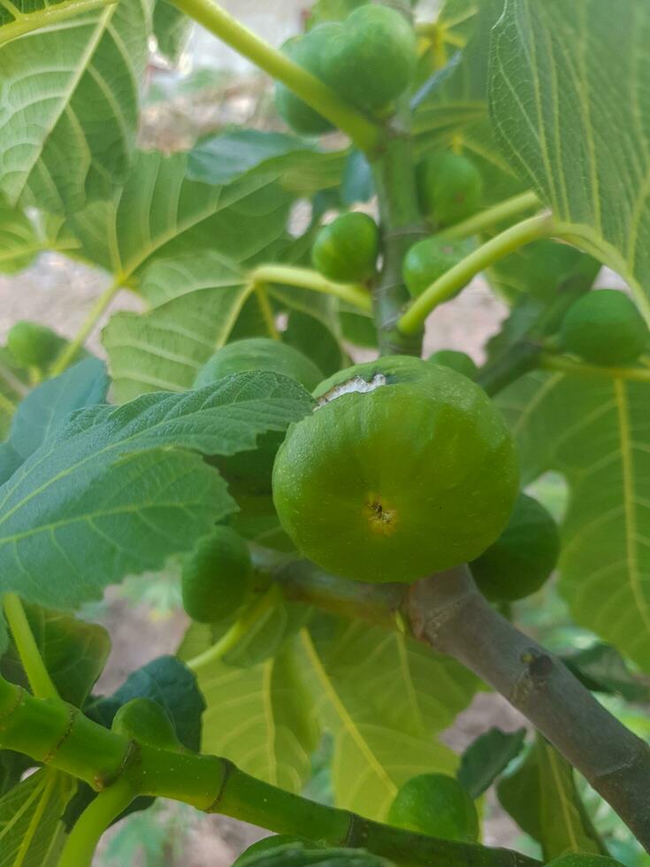 FIG frutas em dela árvore foto