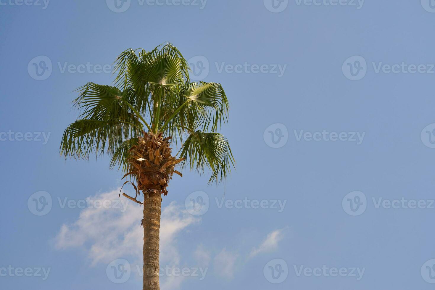 Palma árvore contra uma Claro azul céu. foto