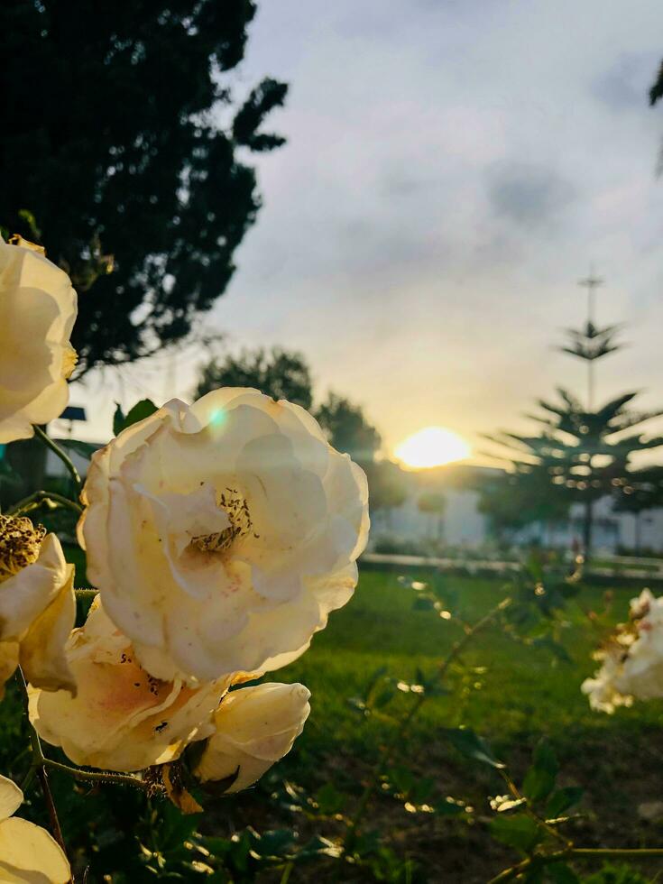 flor é florescendo dentro a beleza do a nascer do sol foto