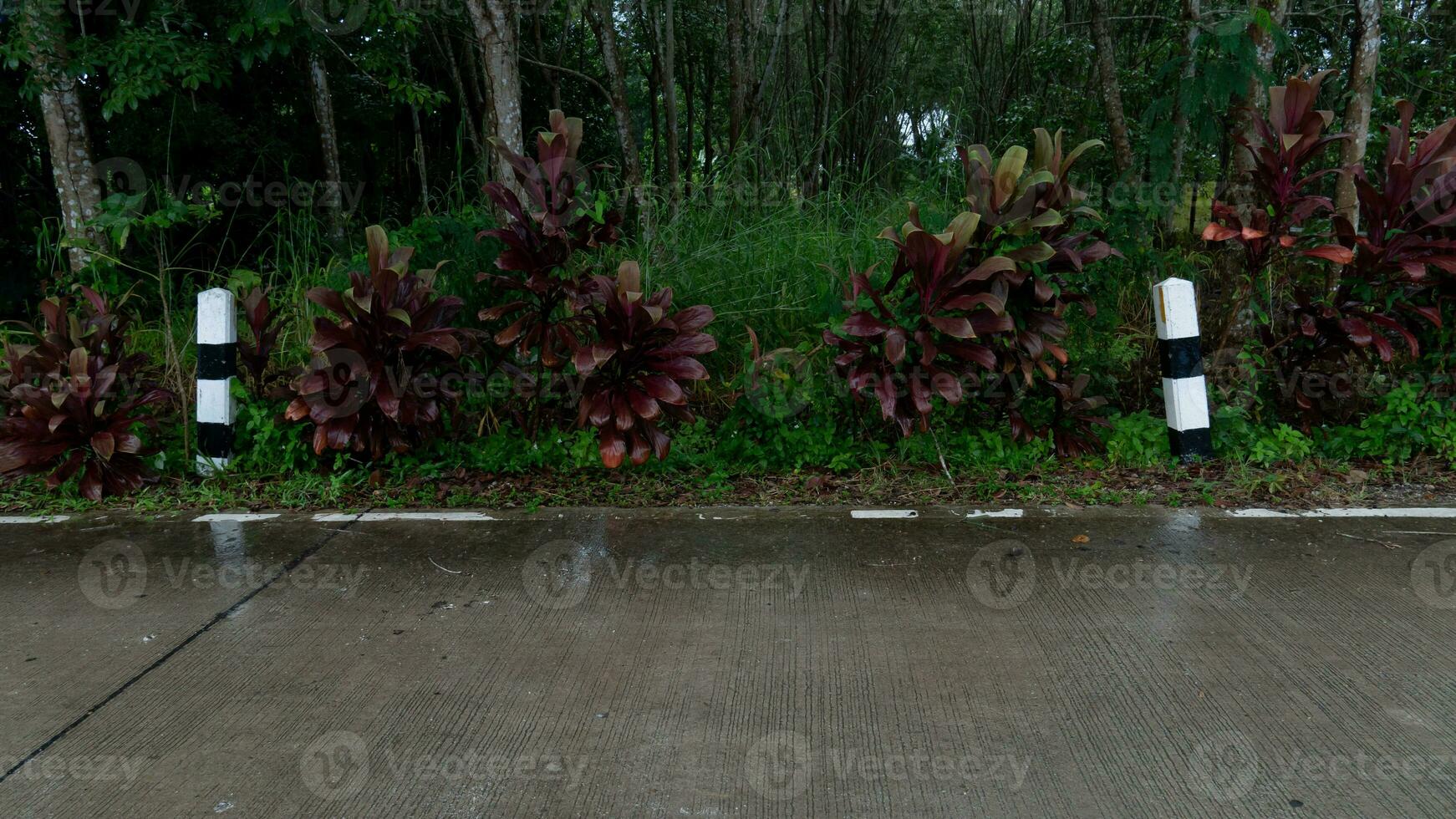 horizontal Visão do concreto estrada com molhado superfície dentro tailândia. meio Ambiente do chuvoso tempo. e fundo do árvores do jardim e verde Relva com floresta. debaixo a céu. e dois fronteira pólo. foto