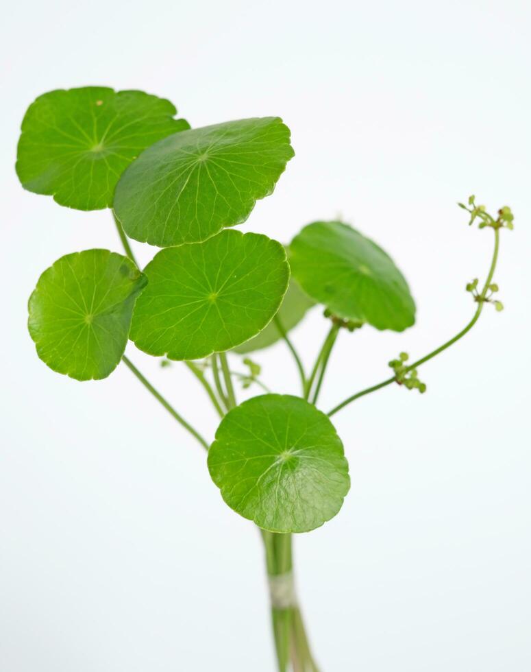 Gotu cola pegagan centella asiática fechar-se frente Visão foto