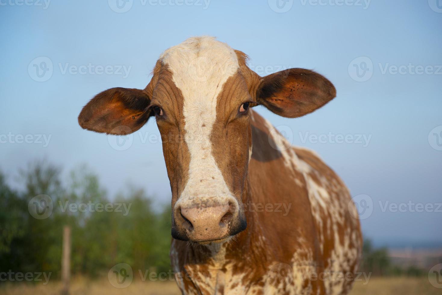 close-up de uma bela vaca holandesa malhada de marrom e branco foto