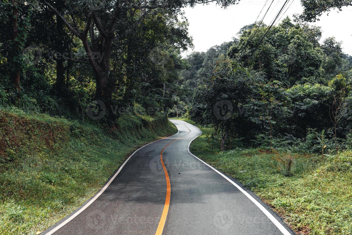 estrada na floresta, estação das chuvas, árvores da natureza e viagens com nevoeiro foto