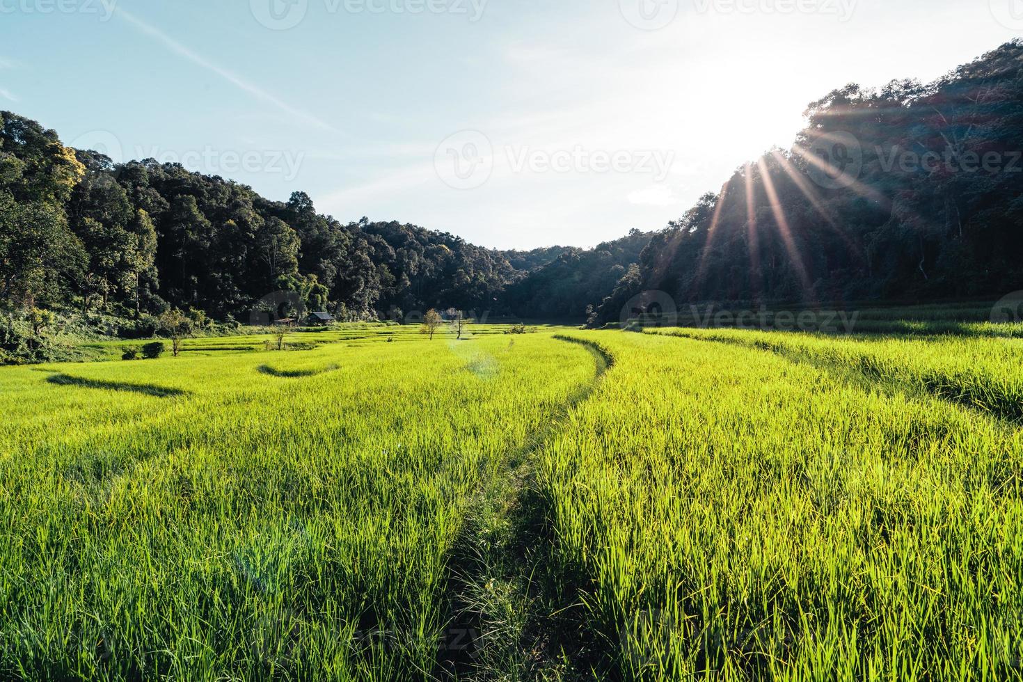 paisagem de campo de arroz em casca na ásia, vista aérea foto