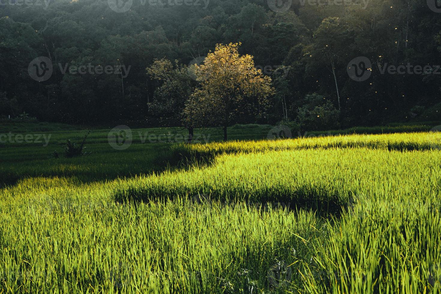 paisagem de campo de arroz em casca na ásia, vista aérea foto