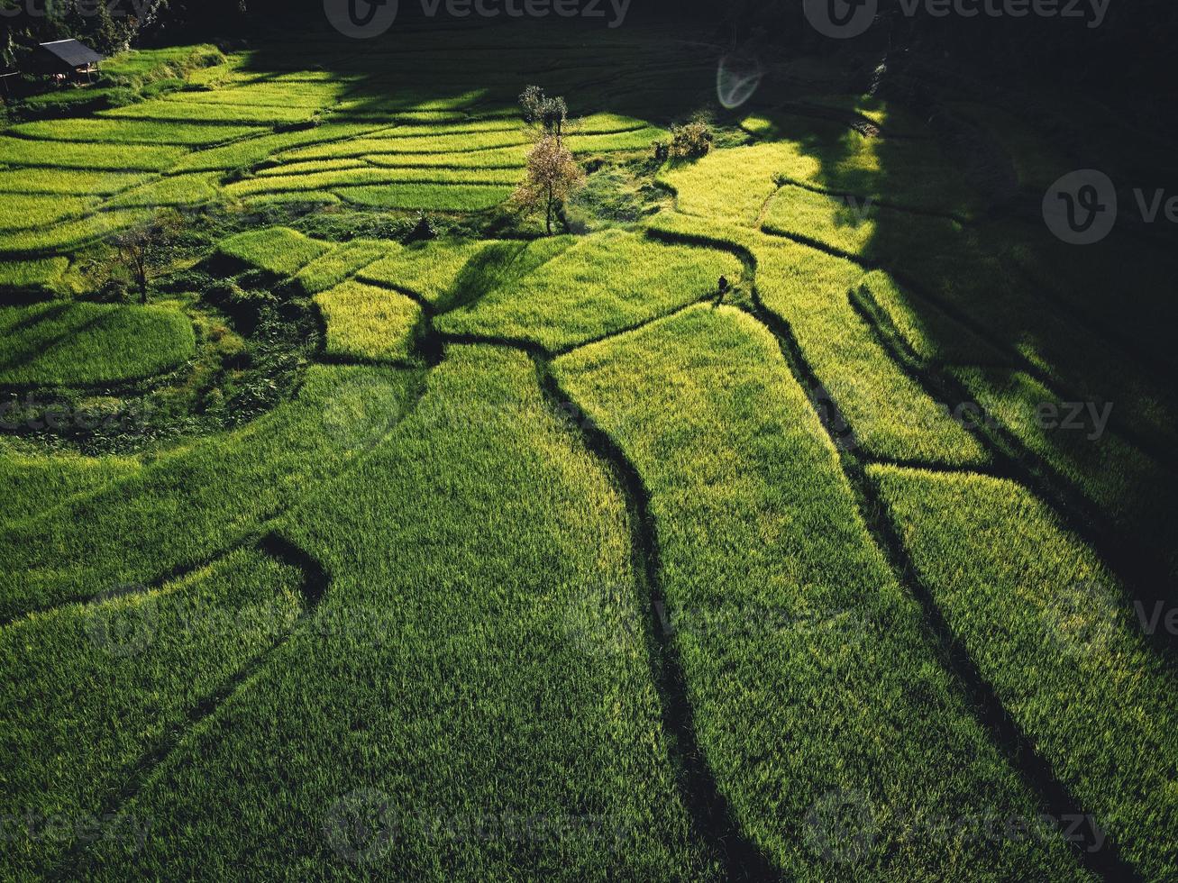 paisagem de campo de arroz em casca na ásia, vista aérea foto