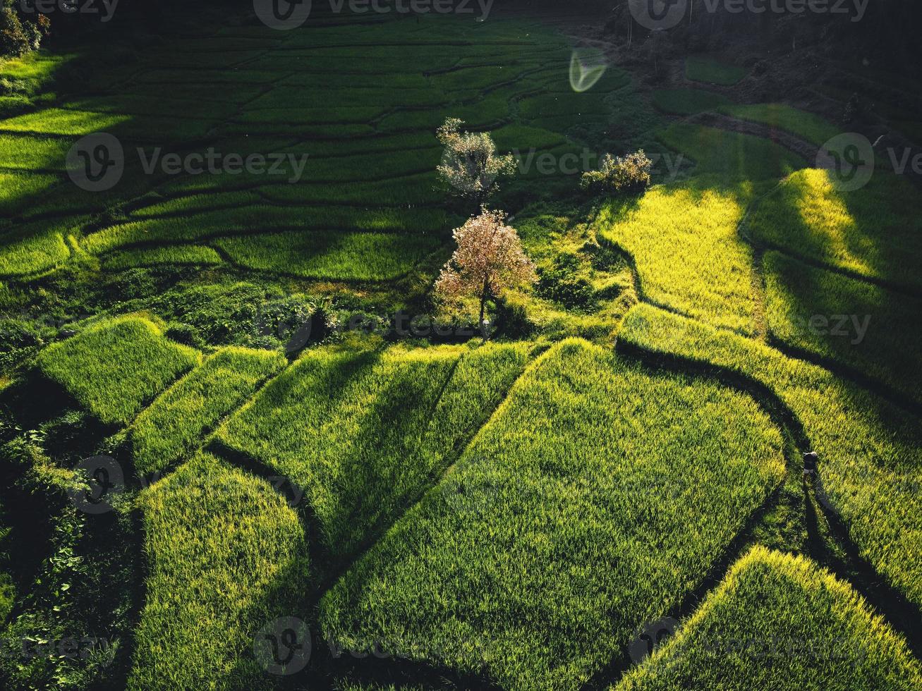 paisagem de campo de arroz em casca na ásia, vista aérea foto