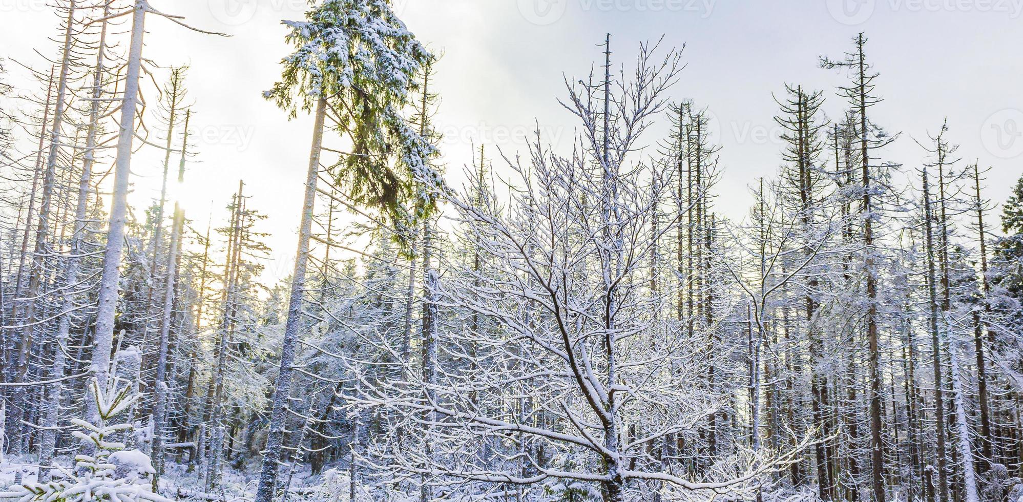 morrendo de floresta de prata nevada na paisagem de brocken mountain harz alemanha foto