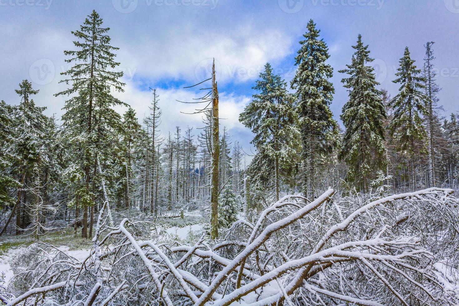 morrendo de floresta de prata nevada na paisagem de brocken mountain harz alemanha foto