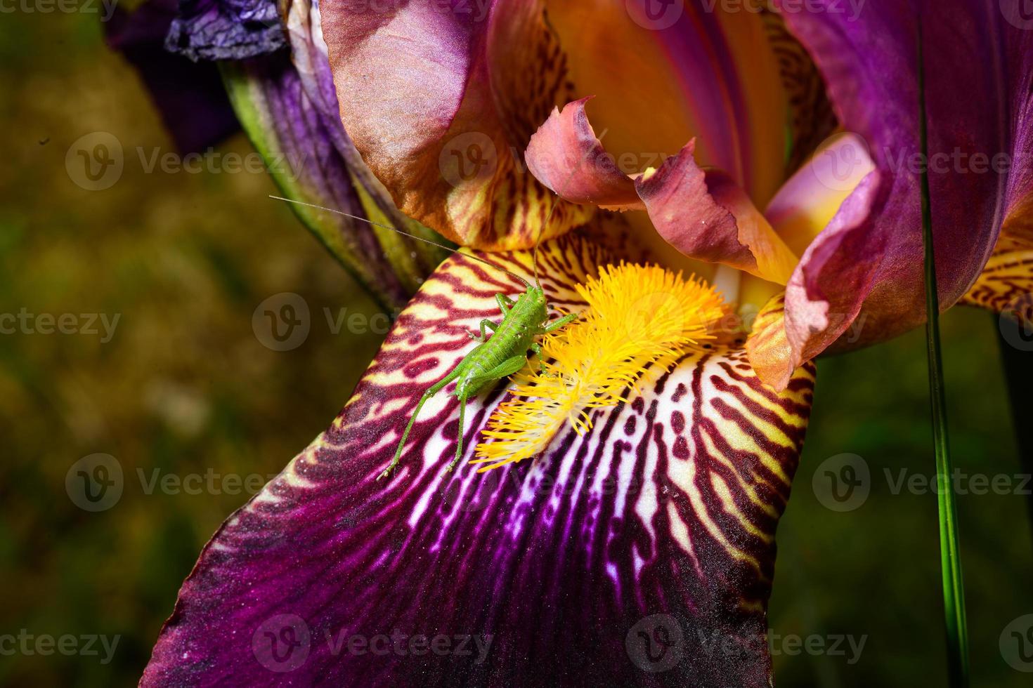 close de um gafanhoto verde em uma flor de íris foto