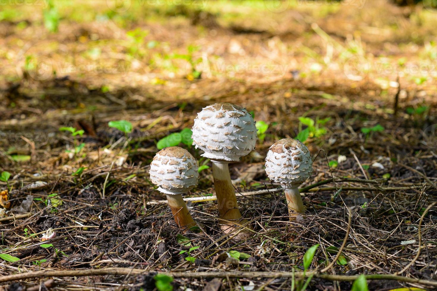 jovem guarda-chuva de cogumelo na floresta foto