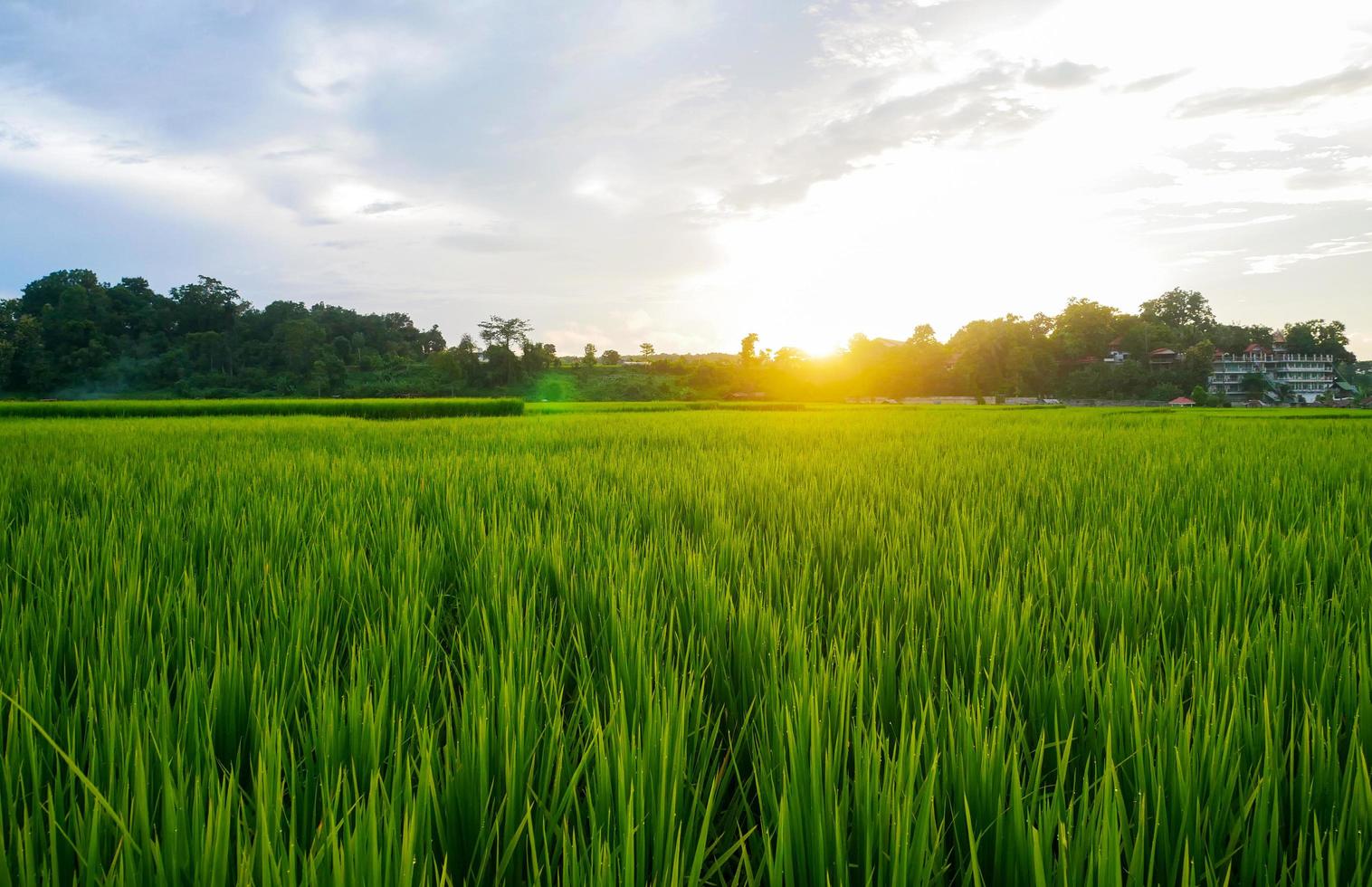 paisagem campo de arroz verde estação chuvosa foto