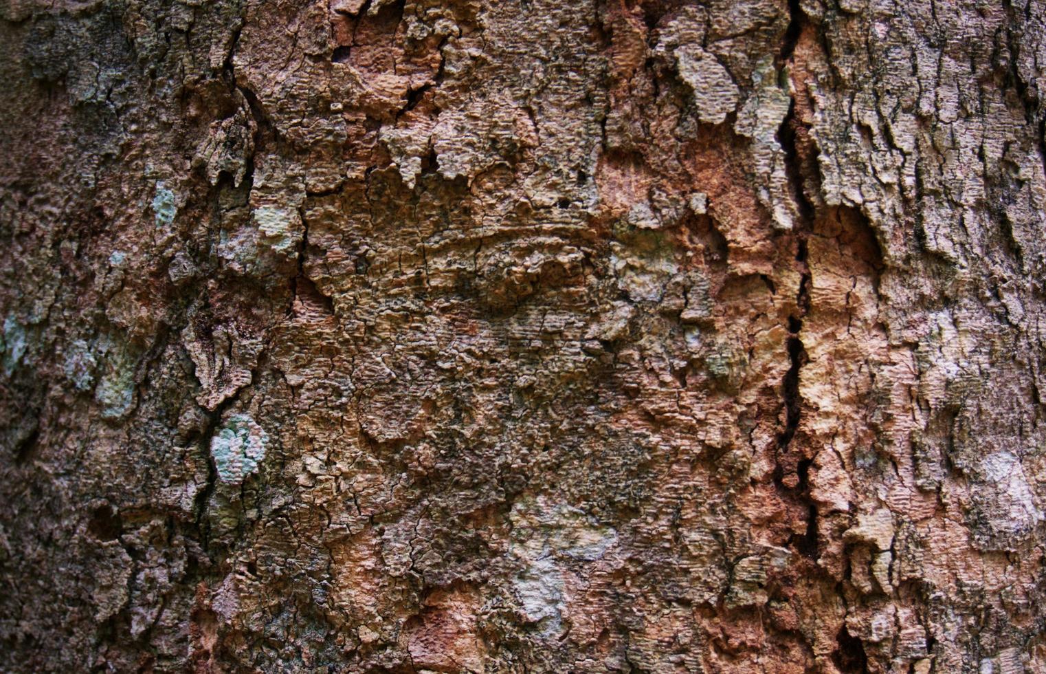 Textura de casca de árvore velha e natural de madeira foto